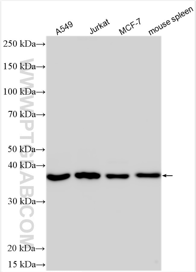 TNFAIP8L3 Antibody in Western Blot (WB)