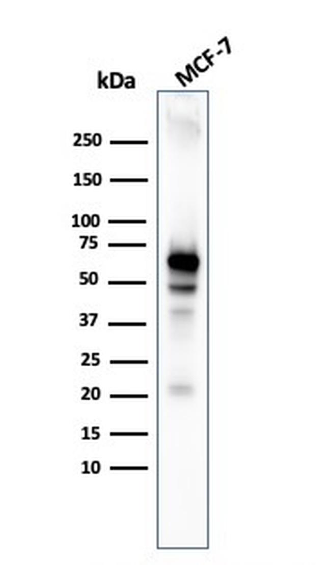 AKT1 Antibody in Western Blot (WB)