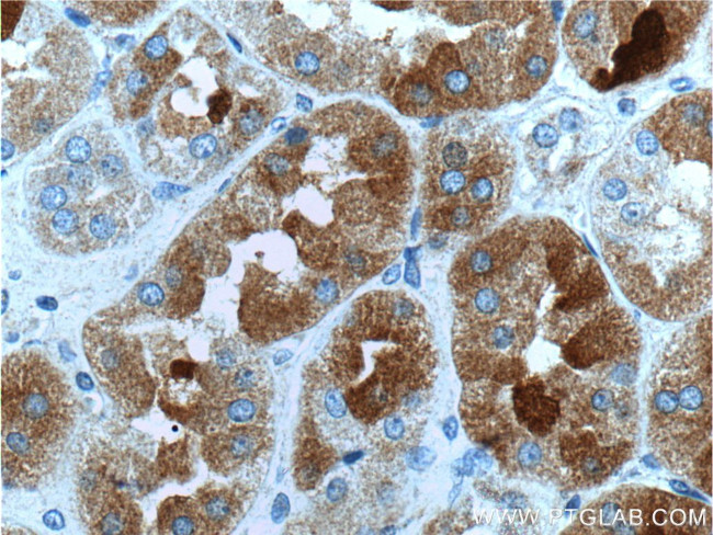 GHRHR Antibody in Immunohistochemistry (Paraffin) (IHC (P))