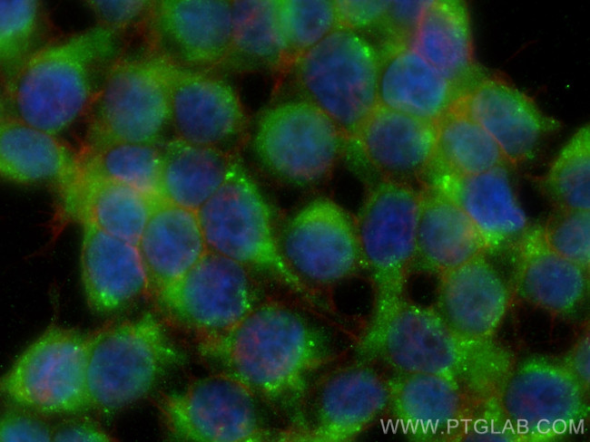 PCDH15 Antibody in Immunocytochemistry (ICC/IF)