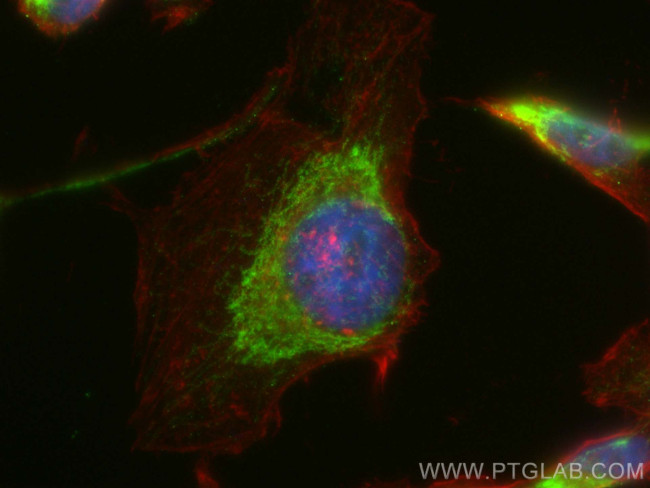 TMEM126A Antibody in Immunocytochemistry (ICC/IF)