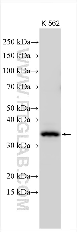 NUDT22 Antibody in Western Blot (WB)