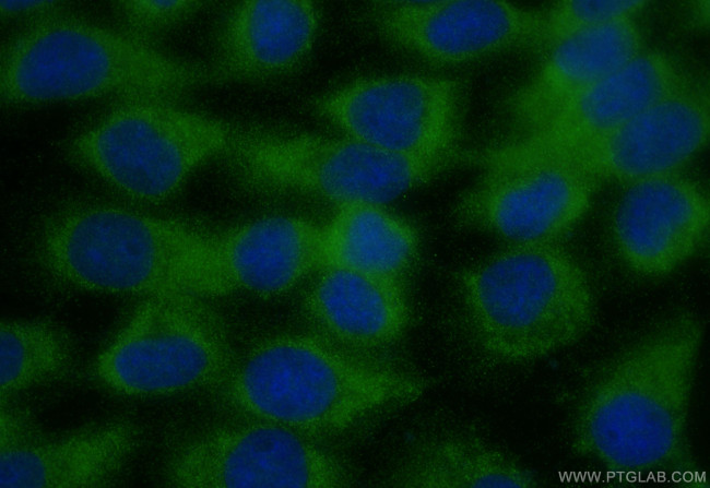FAM96A Antibody in Immunocytochemistry (ICC/IF)