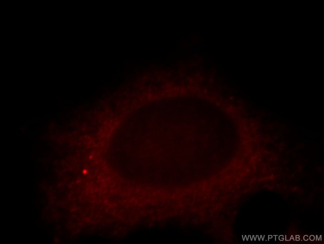 RNF133 Antibody in Immunocytochemistry (ICC/IF)