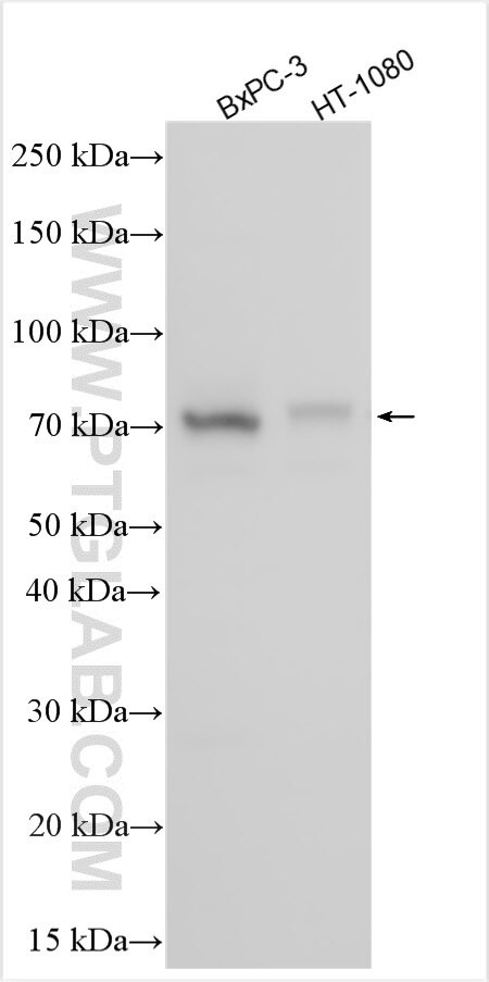 EVA1B Antibody in Western Blot (WB)