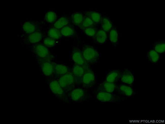 C7orf50 Antibody in Immunocytochemistry (ICC/IF)