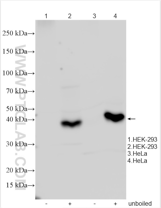 APBA3 Antibody in Western Blot (WB)