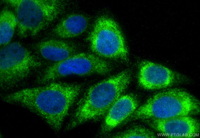 PTDSS1 Antibody in Immunocytochemistry (ICC/IF)