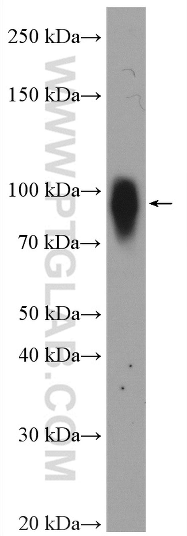 MIOS Antibody in Western Blot (WB)