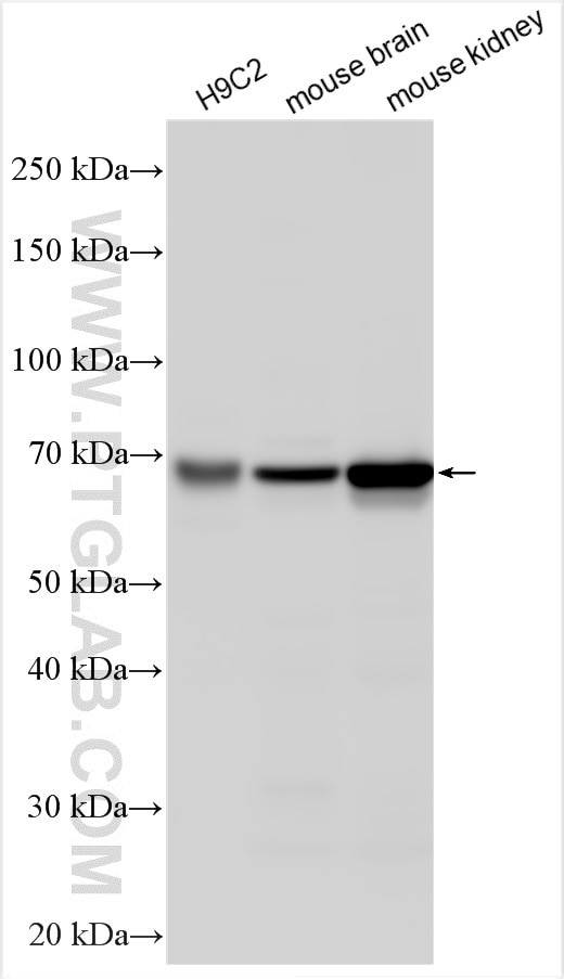 SLC22A24 Antibody in Western Blot (WB)