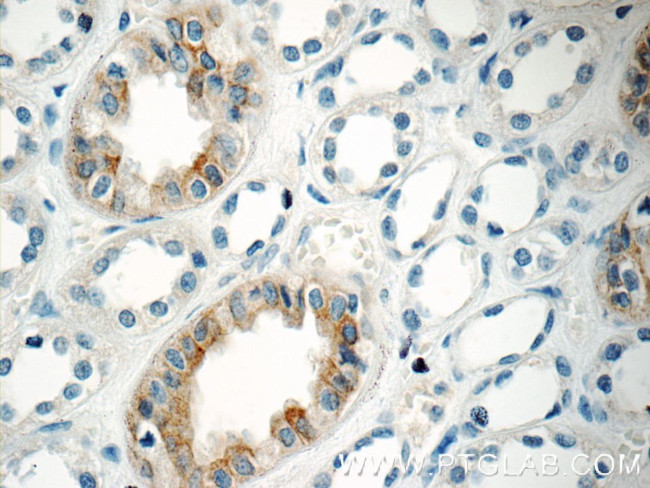 GPR3 Antibody in Immunohistochemistry (Paraffin) (IHC (P))