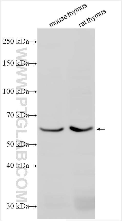 SLC15A3 Antibody in Western Blot (WB)
