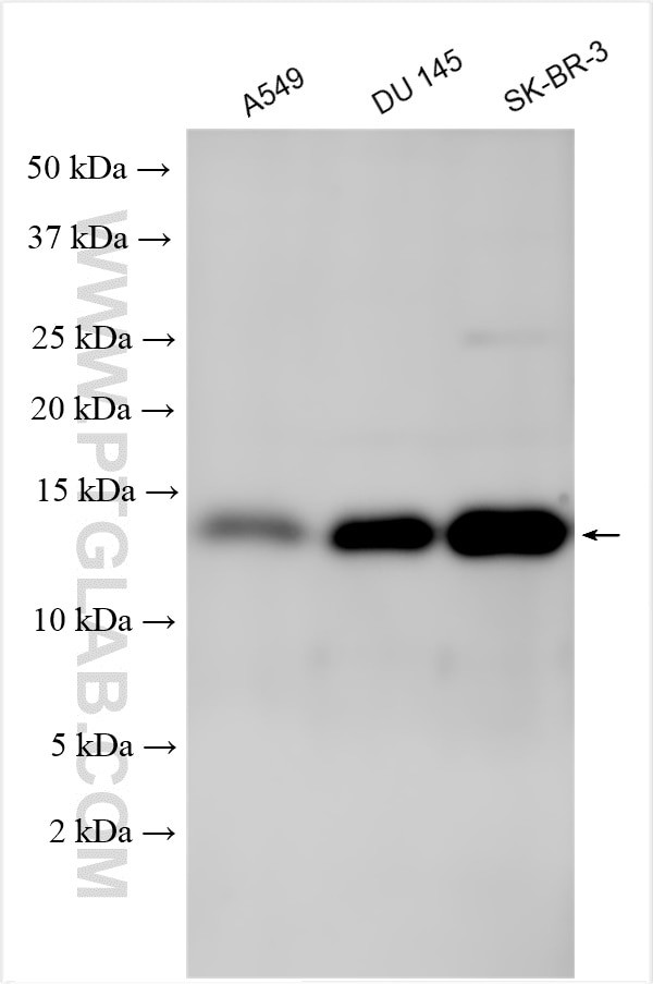 C17orf37 Antibody in Western Blot (WB)