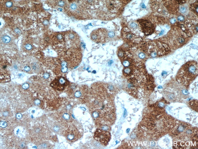 FAM185A Antibody in Immunohistochemistry (Paraffin) (IHC (P))