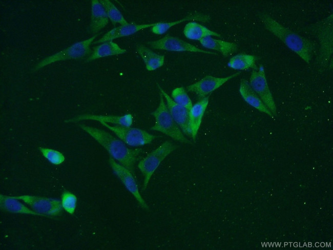 C7orf58 Antibody in Immunocytochemistry (ICC/IF)