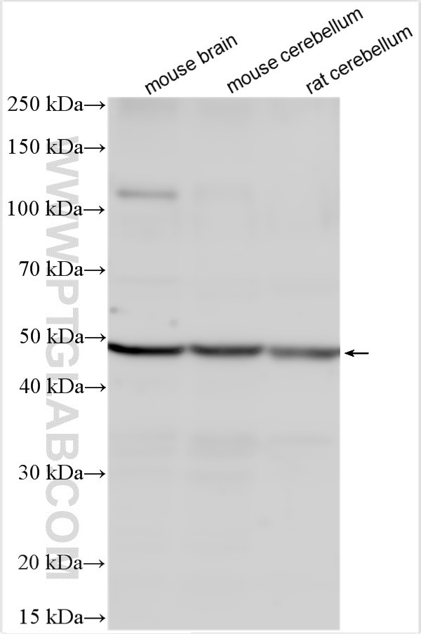 PAX2 Antibody in Western Blot (WB)