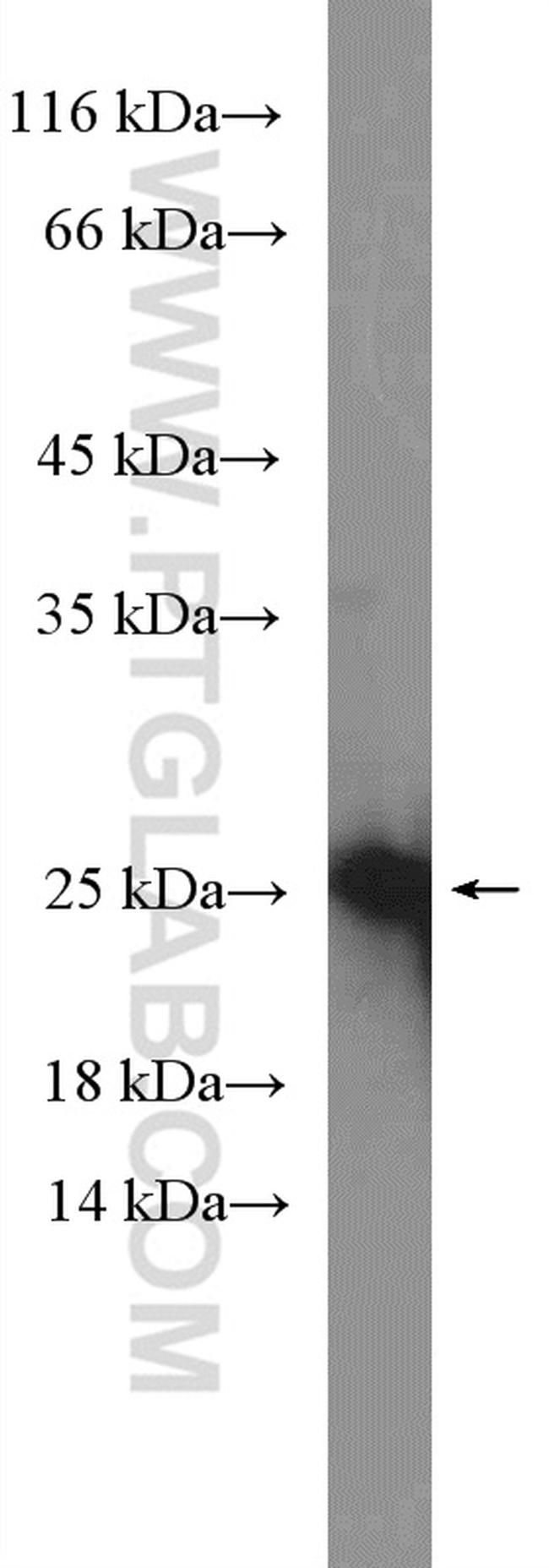 PIRT Antibody in Western Blot (WB)