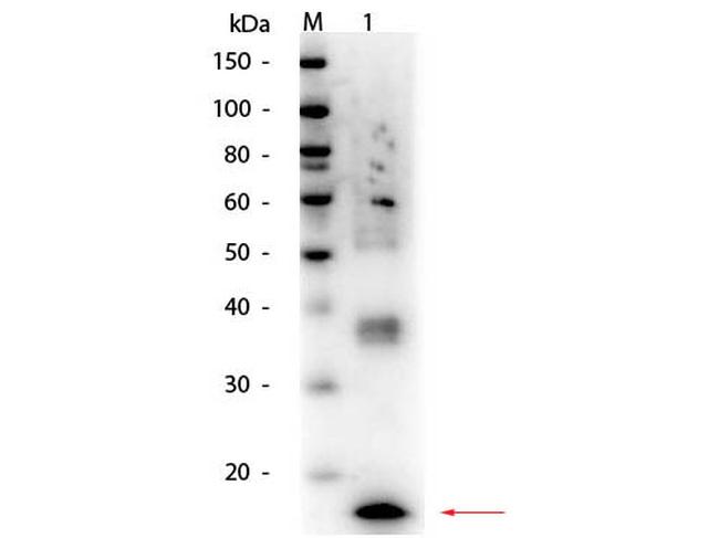 TNF alpha Antibody in Western Blot (WB)