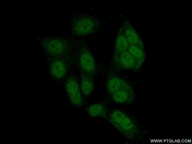 MAZ Antibody in Immunocytochemistry (ICC/IF)