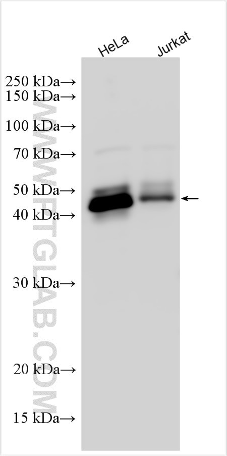 LHFPL4 Antibody in Western Blot (WB)