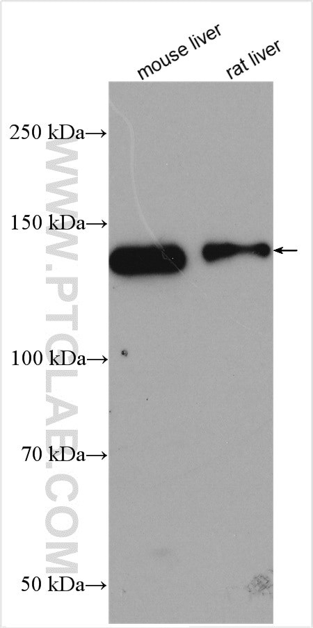 OPLAH Antibody in Western Blot (WB)