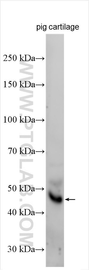 Fibulin-7 Antibody in Western Blot (WB)