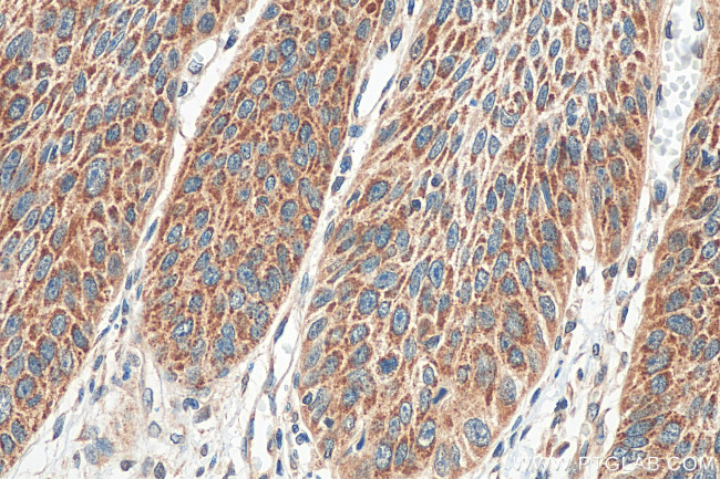 SPINK7 Antibody in Immunohistochemistry (Paraffin) (IHC (P))