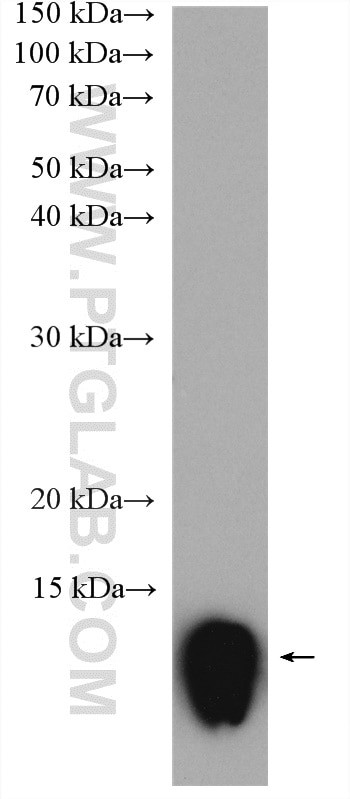 PF4 Antibody in Western Blot (WB)