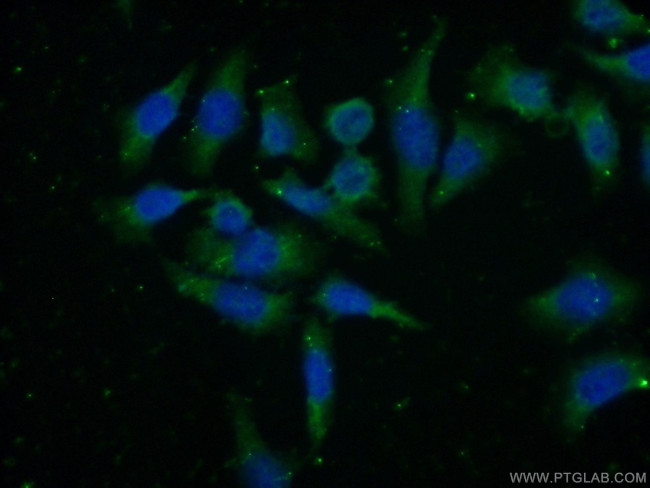 HTR4 Antibody in Immunocytochemistry (ICC/IF)