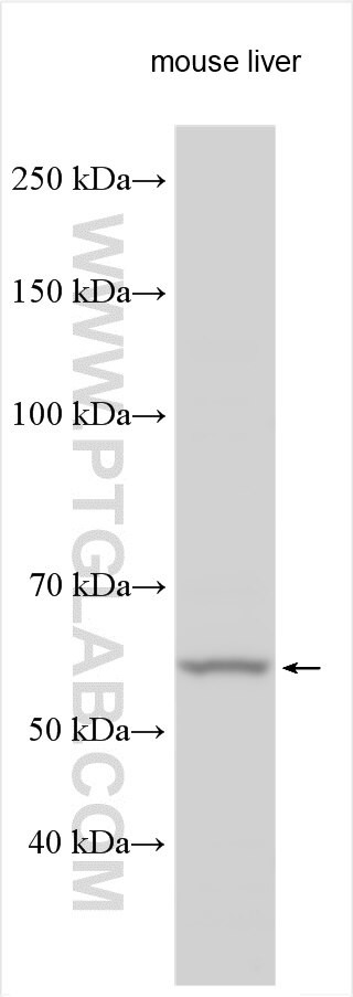 ZNF230 Antibody in Western Blot (WB)