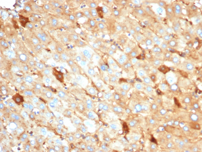 Albumin (Transport Protein) Antibody in Immunohistochemistry (Paraffin) (IHC (P))