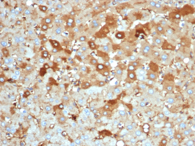 Albumin (Transport Protein) Antibody in Immunohistochemistry (Paraffin) (IHC (P))