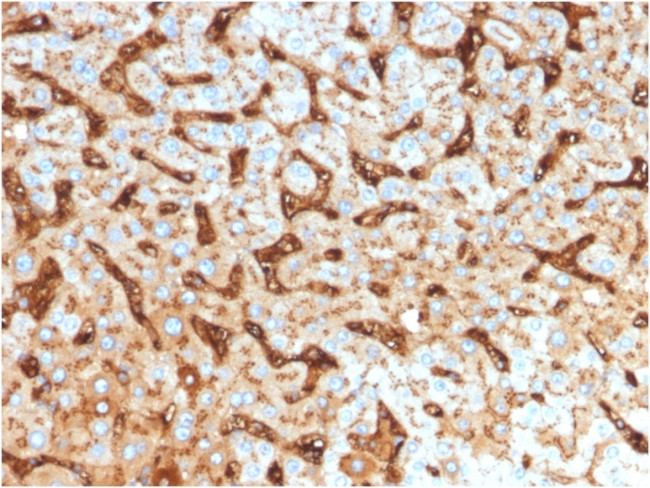 Albumin (Transport Protein) Antibody in Immunohistochemistry (Paraffin) (IHC (P))