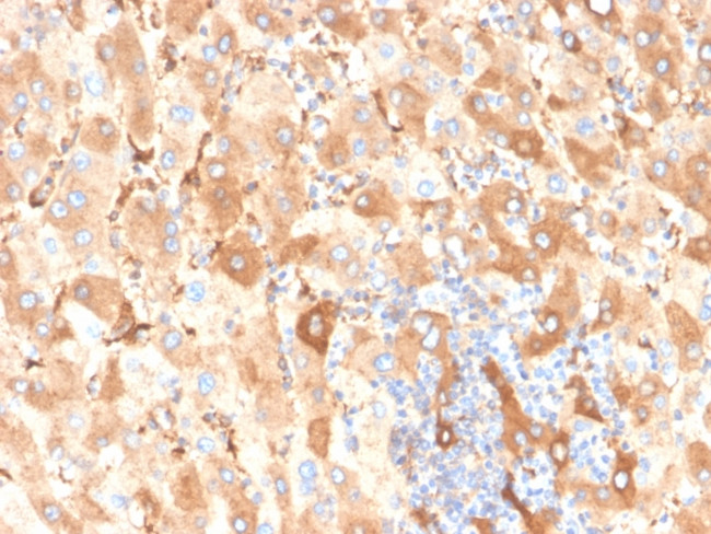Albumin (Transport Protein) Antibody in Immunohistochemistry (Paraffin) (IHC (P))