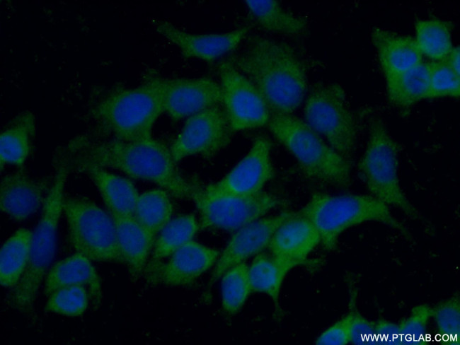 STARD13 Antibody in Immunocytochemistry (ICC/IF)