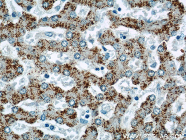 INE1 Antibody in Immunohistochemistry (Paraffin) (IHC (P))