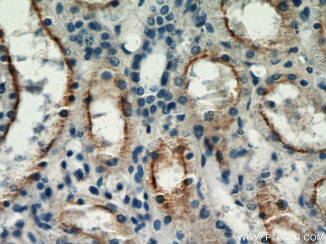 TRPC4 Antibody in Immunohistochemistry (Paraffin) (IHC (P))