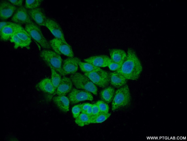 PLEKHO2 Antibody in Immunocytochemistry (ICC/IF)