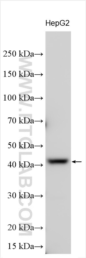 ZNF543 Antibody in Western Blot (WB)