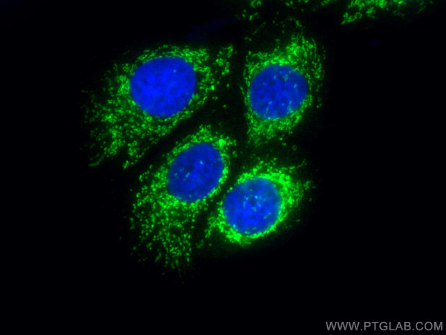 HIGD2A Antibody in Immunocytochemistry (ICC/IF)