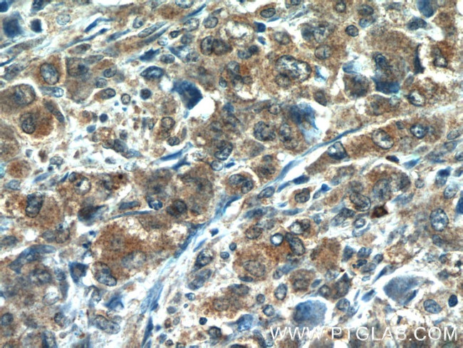 CDC42SE2 Antibody in Immunohistochemistry (Paraffin) (IHC (P))