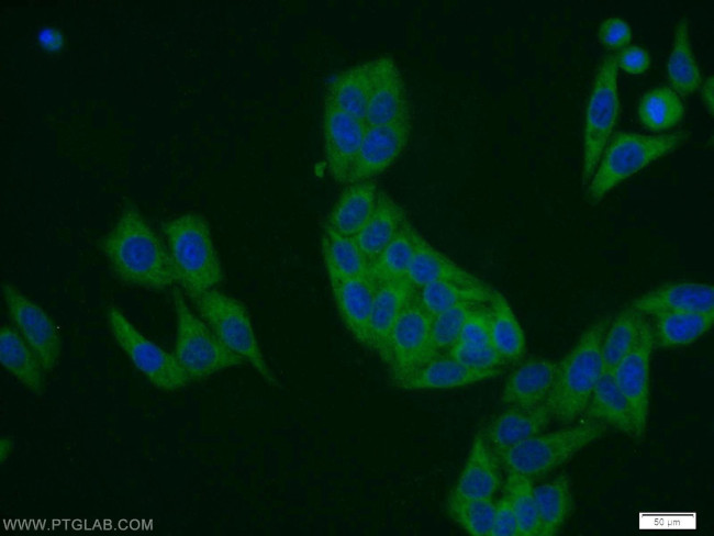 DDRGK1 Antibody in Immunocytochemistry (ICC/IF)