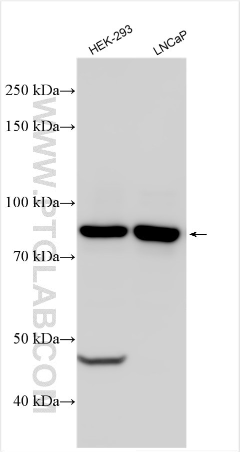 TTLL12 Antibody in Western Blot (WB)