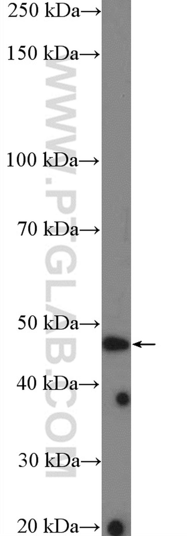 ASB6 Antibody in Western Blot (WB)