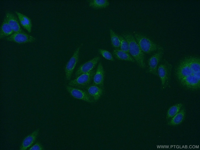 PRH1 Antibody in Immunocytochemistry (ICC/IF)