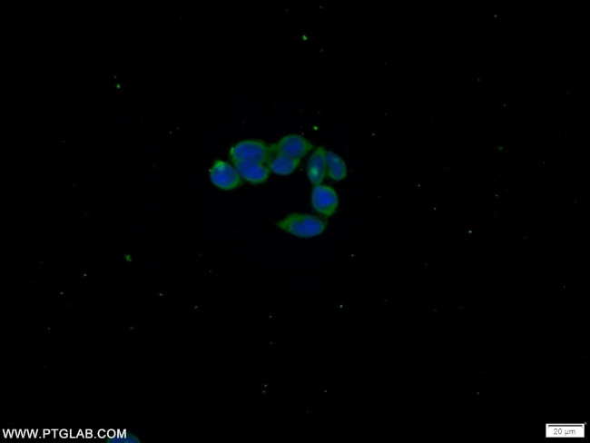C21orf59 Antibody in Immunocytochemistry (ICC/IF)