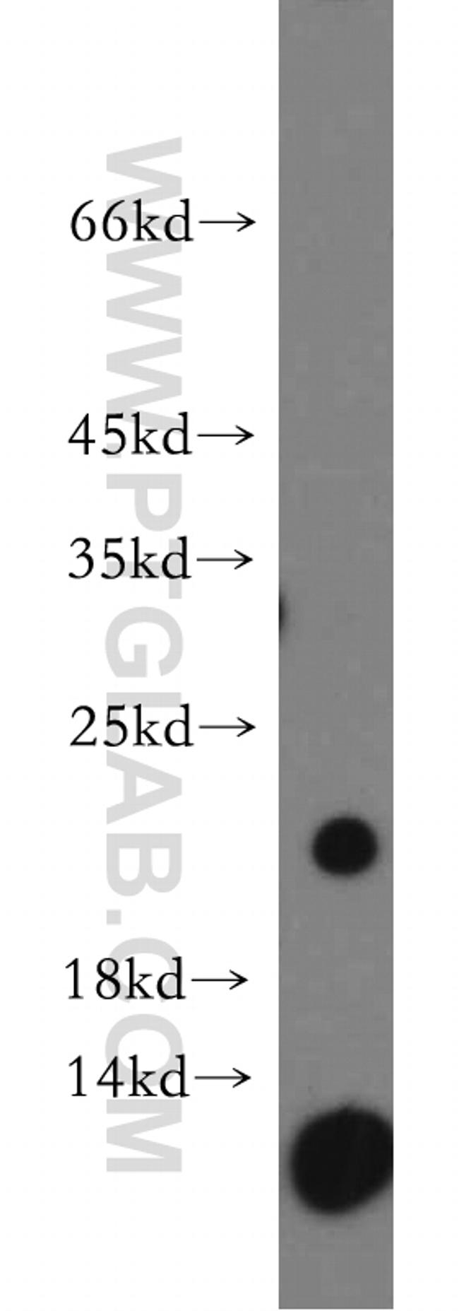 C1orf57 Antibody in Western Blot (WB)