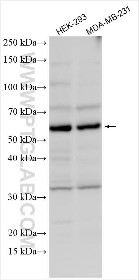 IQCC Antibody in Western Blot (WB)