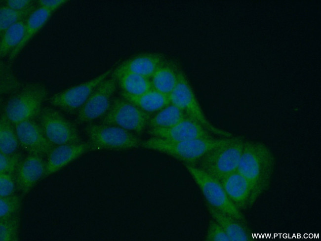LAX1 Antibody in Immunocytochemistry (ICC/IF)