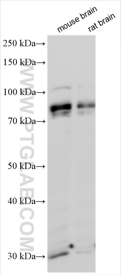 MIRO1 Antibody in Western Blot (WB)